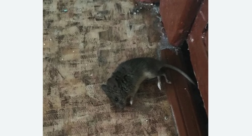 Дезинфекция от мышей в Макарьеве