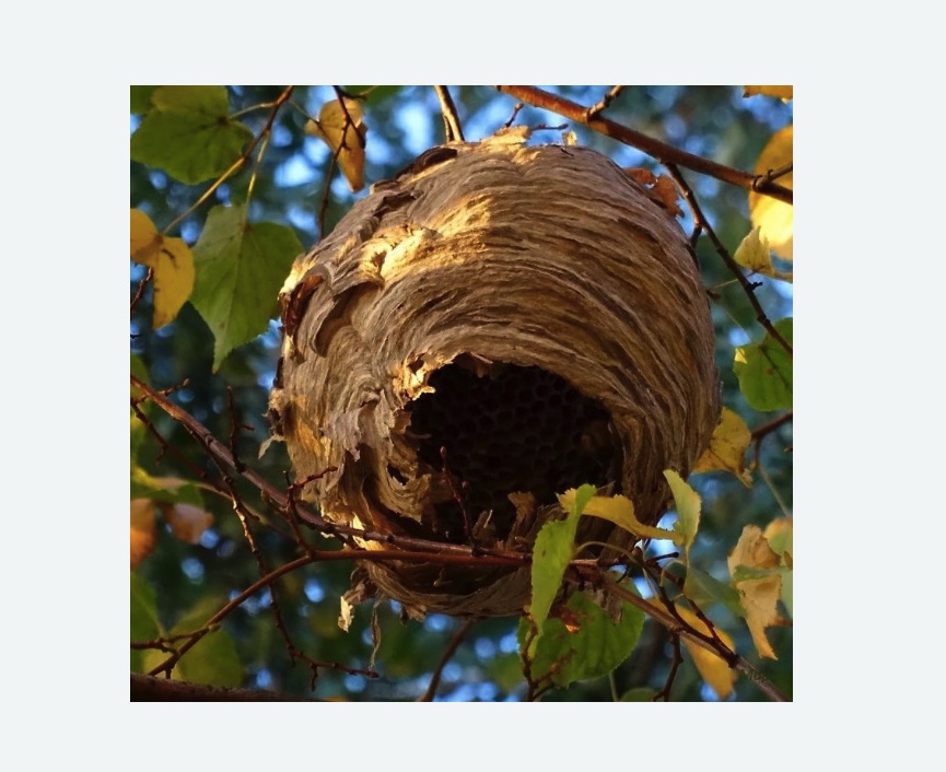 Обработка от шершней в Макарьеве