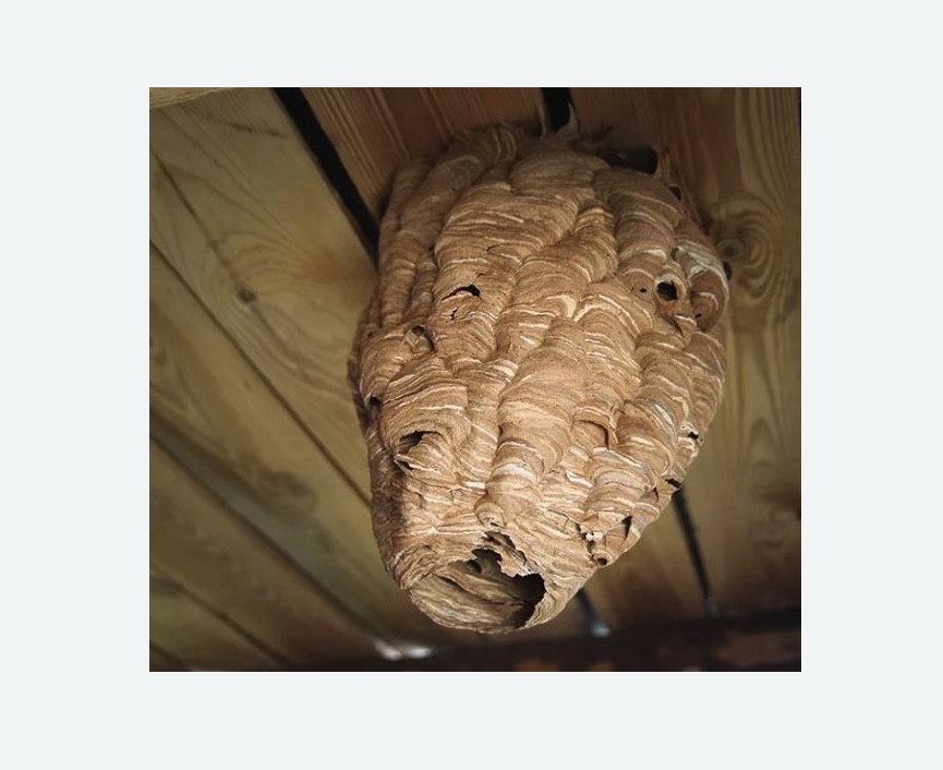 обработка от шершней в Макарьеве