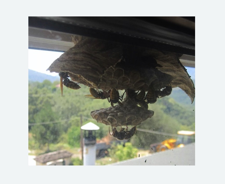 Уничтожение гнёзд шершней в Макарьеве