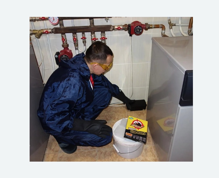 Уничтожение крыс в Макарьеве