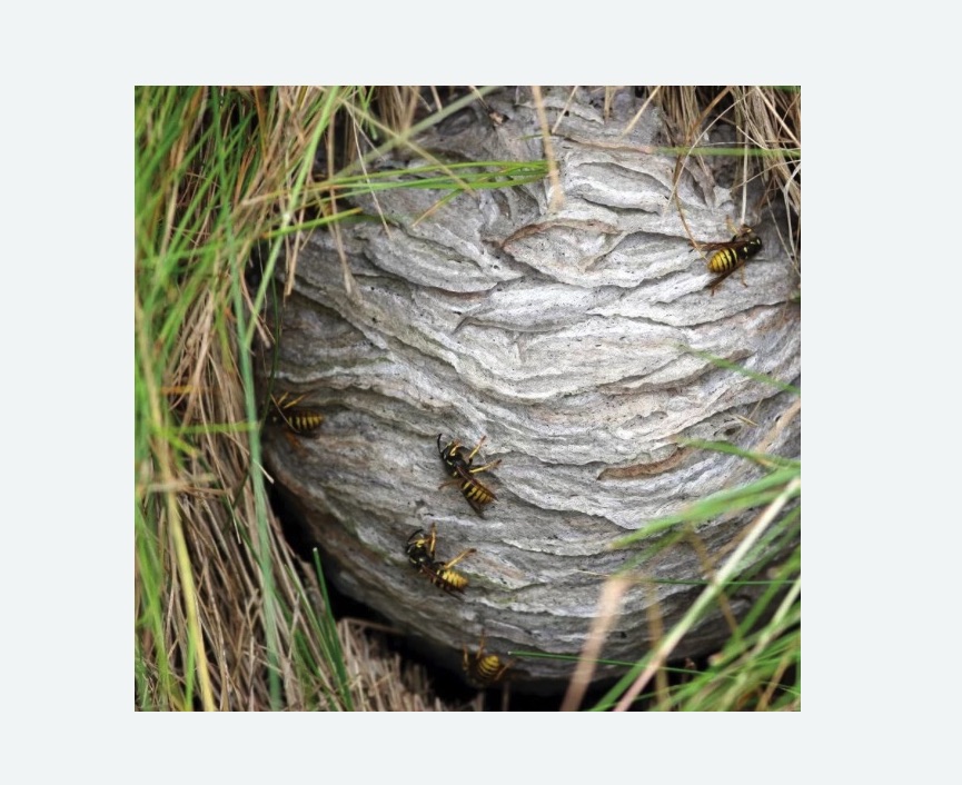 Уничтожение ос и ульев в Макарьеве